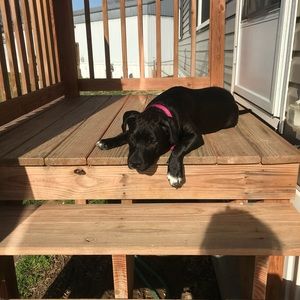 Meet your Posher, Cheyenne